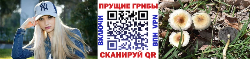 shop Telegram  Красноармейск  Псилоцибиновые грибы мухоморы 